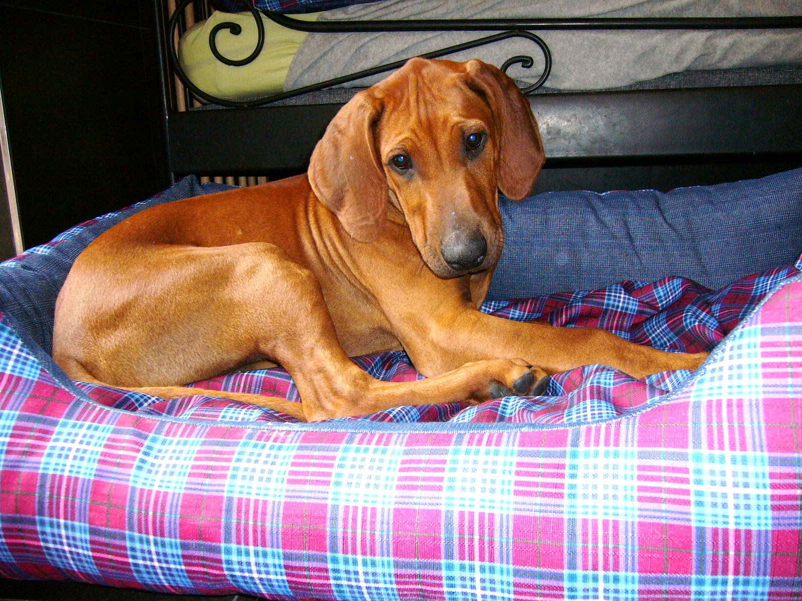 garip köpek