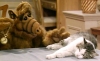 alf in yedigi kedi