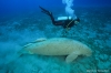 dugong