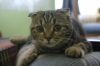 kedi sahibi uludağ sözlük yazarları / #305950