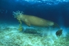 dugong