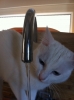 iq su düşük kedi beslemek