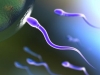milyonlarca sperm arasında hedefe ilk ulaşan sperm / #267302