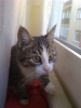 kedi sahibi uludağ sözlük yazarları / #306511
