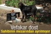 köpeklerin bir çok insandan daha vefalı olması