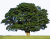 ağaç