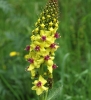 verbascum / #392804