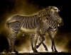 zebra / #501953