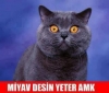 miyav desin yeter / #459833