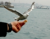 oruçlu martılara simit atıp sabırlarını sınamak / #475231