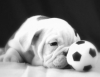 bulldog / #504960