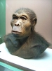 homo habilis