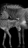 zebra / #437874