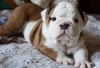 bulldog / #504908