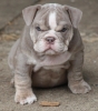 bulldog / #504905