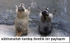 gripin ile yüksek sadakat ı ayırma yolları / #500552