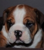 bulldog / #504954