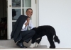 obama nın köpeği / #460446