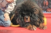 tibet mastiff i / #419238