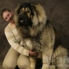 tibet mastiff i / #419248