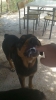 rottweiler ın ağzına elini sokmak / #444047