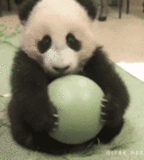 panda