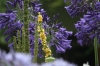 verbascum / #392802