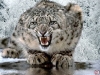 kar leoparı