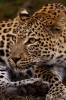 leopar