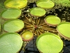 victoria amazonica