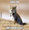 what does the fox say