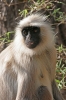 langur maymunu