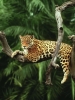 leopar