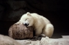 polar bear / #416983