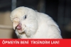 muhabbet kuşlarının o küçük dillerini öpmek / #445085