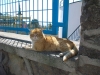 kendini korkutan insandan kaçmayan kedi karizması / #497967