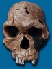 homo habilis