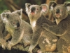 koalalardaki tren sevgisi