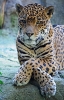 leopar