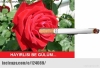 tayyip erdoğan ın atatürk ten daha devrimcidir / #457260