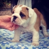 bulldog / #504894