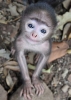 langur maymunu