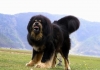 tibet mastiff i / #419243