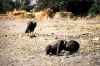 kevin carter / #382849