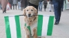 köpeğine fenerbahçe forması giydirmek / #415764