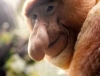 proboscis monkey / #498525