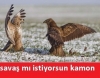 başbakan ın miting yapmakta ısrarcı olması / #460863