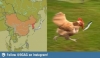 çin vs japonya / #385267