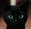 kara kedi