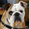 bulldog / #504907